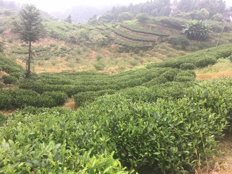 福安批发