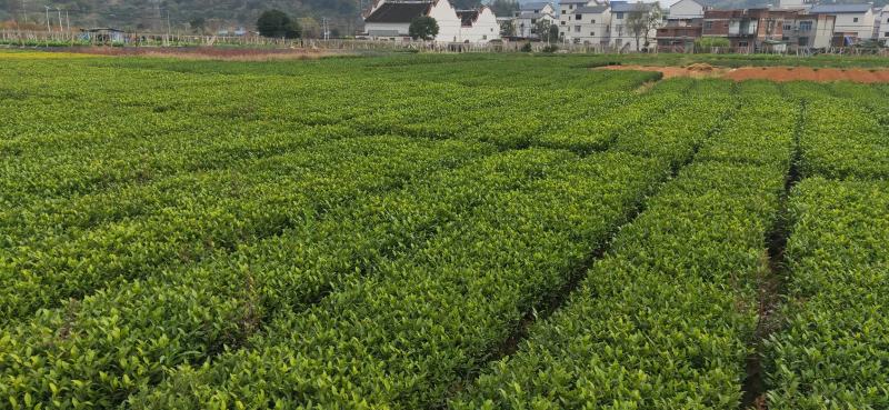 福建商贸批发新活力:传统与现代融合的脚步声